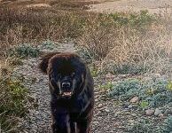 Black dog walking on a rocky path with grassy dunes and a sunset sky in the background.