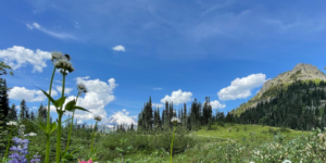 Mountain meadow with wildflowers, pine trees, and blue sky with scattered clouds.